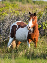 Curly horse